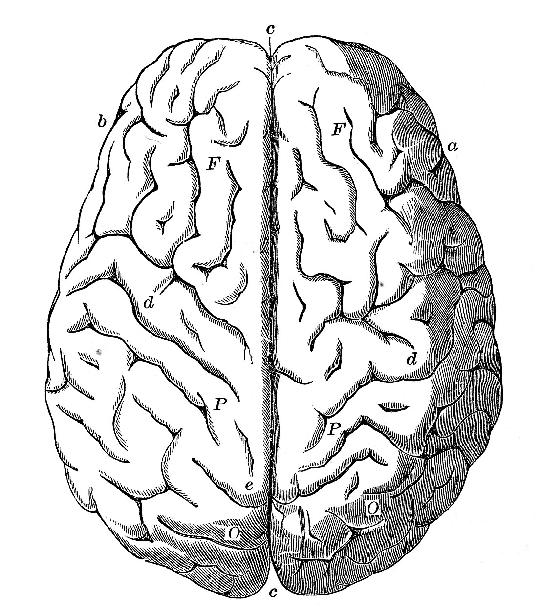 brain-psychotherapy-cbt